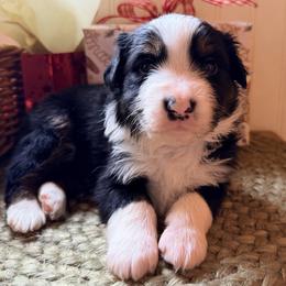 Gray collar - Black tri-color male Australian Shepherd puppy in Quinlan, Texas from Murphy Ranch Australian Shepherds
