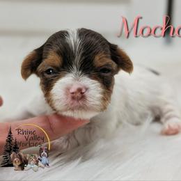 Mocha - Chocolate, tan and white female Yorkshire Terrier puppy in Austin, Texas from Rhine Valley Yorkies
