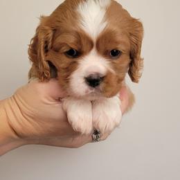 Lilly - Blenheim female Cavalier King Charles Spaniel puppy in Seneca, Kansas from Palmer Cavaliers