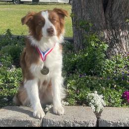 Chili - Australian Shepherd