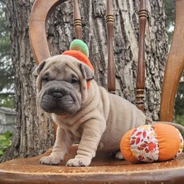 Spooky - Isabella dilute male Chinese Shar-Pei puppy in Minden, Louisiana from Zoey's Waggly Tails
