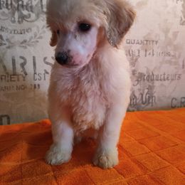 Poodle Puppies from Omaha Standard Poodles