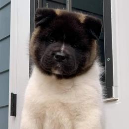 Akita from Presidio Akitas