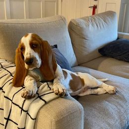 Basset Hound Puppies from Howlin Hounds