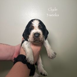 Clyde - Black white and tan male English Springer Spaniel puppy in Springfield, South Carolina from Sweet Southern Spaniels