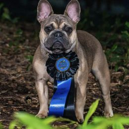 French Bulldog Puppies from Frenchie’s of Glen Ellen