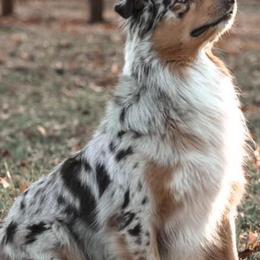 Aussiedoodles and Australian Shepherds from Urban Aussies