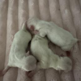 Maltese puppies from Clearview Canines