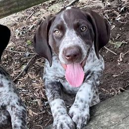 German Shorthaired Pointers from Lakota Hills GSP