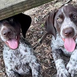 German Shorthaired Pointers from Lakota Hills GSP