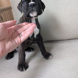 Rosie - Brindle Boxer puppy in Wellington, Ohio from Brinkhaven Boxers