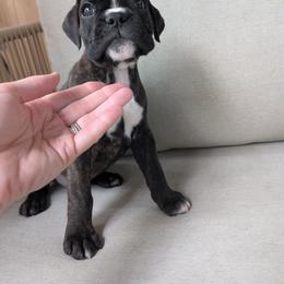 Rosie - Brindle Boxer puppy in Wellington, Ohio from Brinkhaven Boxers