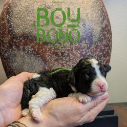 Bono - Black and white male Bernedoodle puppy in Cambridge, Minnesota from Country Meadow Doodles