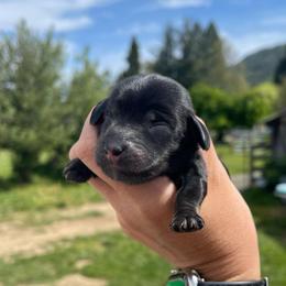 Brie - Black and cream female Dachshund puppy in Rogue River, Oregon from Bear Feet Dachshunds