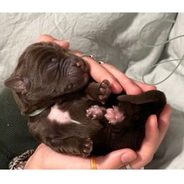 Double Doodle Puppies from Magnolia & Finn Doodles