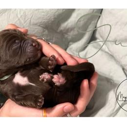 Double Doodle Puppies from Magnolia & Finn Doodles