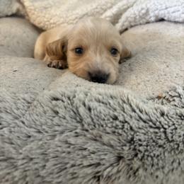 Eeyore - Cream male Dachshund puppy in Vancouver, Washington from Cascade Minis