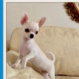 Havana - Chihuahua