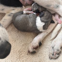 Chuck - White and blue fawn male Whippet puppy in London, Kentucky from Tigger’s Whippets