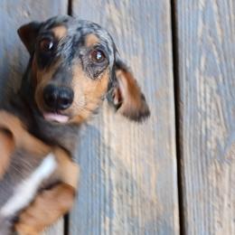 Stella Rose - Dachshund