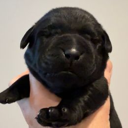 Mr Blue - Black male Labrador Retriever puppy in Clinton, Tennessee from Summer Rose