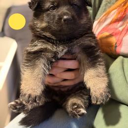 Gwenhwyfar-Yellow - Black and tan female German Shepherd puppy in Medical Lake, Washington from Nine Realms German Shepherds