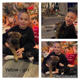 German Shepherd Puppies from Georgene German Shepherds