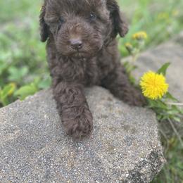 Cockapoo and Poodle Puppies from Kathy Maize