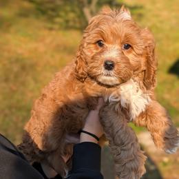 Cory - Apricot male Cavapoo puppy in Coshocton, Ohio from Forever Family Puppies