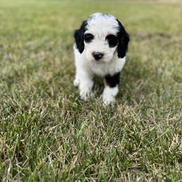 Bernedoodle Puppies from Over the Moon Poodles and Doodles