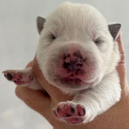 Boy 3 - Blue speckled male Australian Cattle Dog puppy in Irvington, Kentucky from Dry Valley’s Australian Cattle Dogs