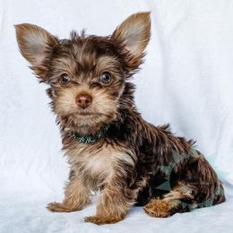 Dachshund, Great Dane, and Yorkshire Terrier Puppies from WZ Kennels