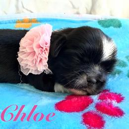 Chloe - Black and white female Shih Tzu puppy in Hemet, California from Aloha Shih Tzu