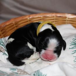 Fir - Black and white male English Springer Spaniel puppy in Lexington, South Carolina from House Tiner Springers