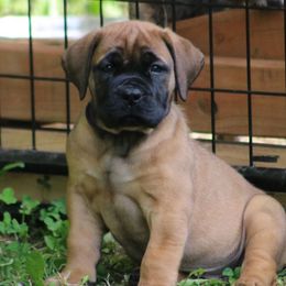 Nani - Tawny female Boerboel puppy in Wasilla, Alaska from Northland Boerboels