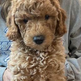 Goldendoodle Puppies from Sheffield Doodles