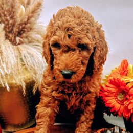 Yellow Collar Female- Marigold - Red  female Goldendoodle puppy in Monroe, North Carolina from Doodle Darlings