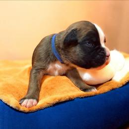 Blue boy - Fawn male Boxer puppy in Marion, Montana from Serendipity's European Boxers