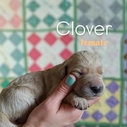 Clover - Apricot female Goldendoodle puppy in Ringgold, Georgia from Re Family Doodles