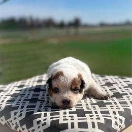 Violet collar - Red speckled female Australian Cattle Dog puppy in Spokane, Washington from 4D Cattle Dogs