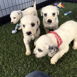 1 male - White and black male Dalmatian puppy in Sedalia, Missouri from Missouri Dalmatians