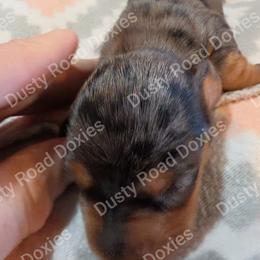 Evy - Black and tan female Dachshund puppy in Blanchard, Oklahoma from Dusty Road Doxies