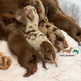 Dachshund puppies from Tropic Dachshunds