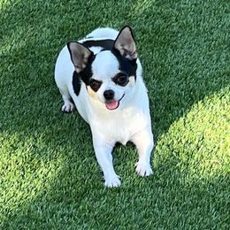Arizona - Chihuahua