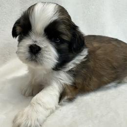 Shih Tzu Puppies from Little Miracles Shih Tzu