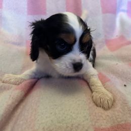 Cavalier King Charles Spaniel Puppies from Dawson’s Creek Breeding