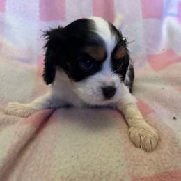 Cavalier King Charles Spaniel Puppies from Dawson’s Creek Breeding