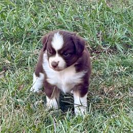Cisco - Red tri male Miniature Australian Shepherd puppy in Silver Creek, Mississippi from E4 Farm Mini Aussie’s