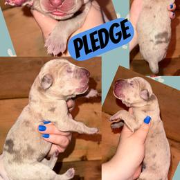 Boy 3 - Harlequin male Great Dane puppy in Wellsville, New York from Prophecy Danes