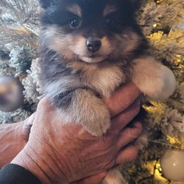 Pomeranians from Marvin & Theresa's Pomeranians